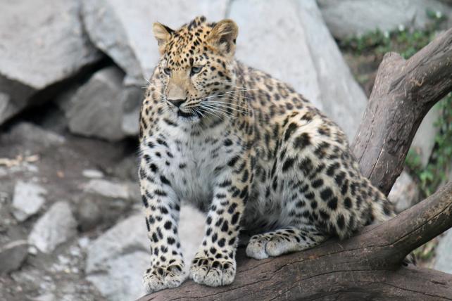 01_Amur.jpg