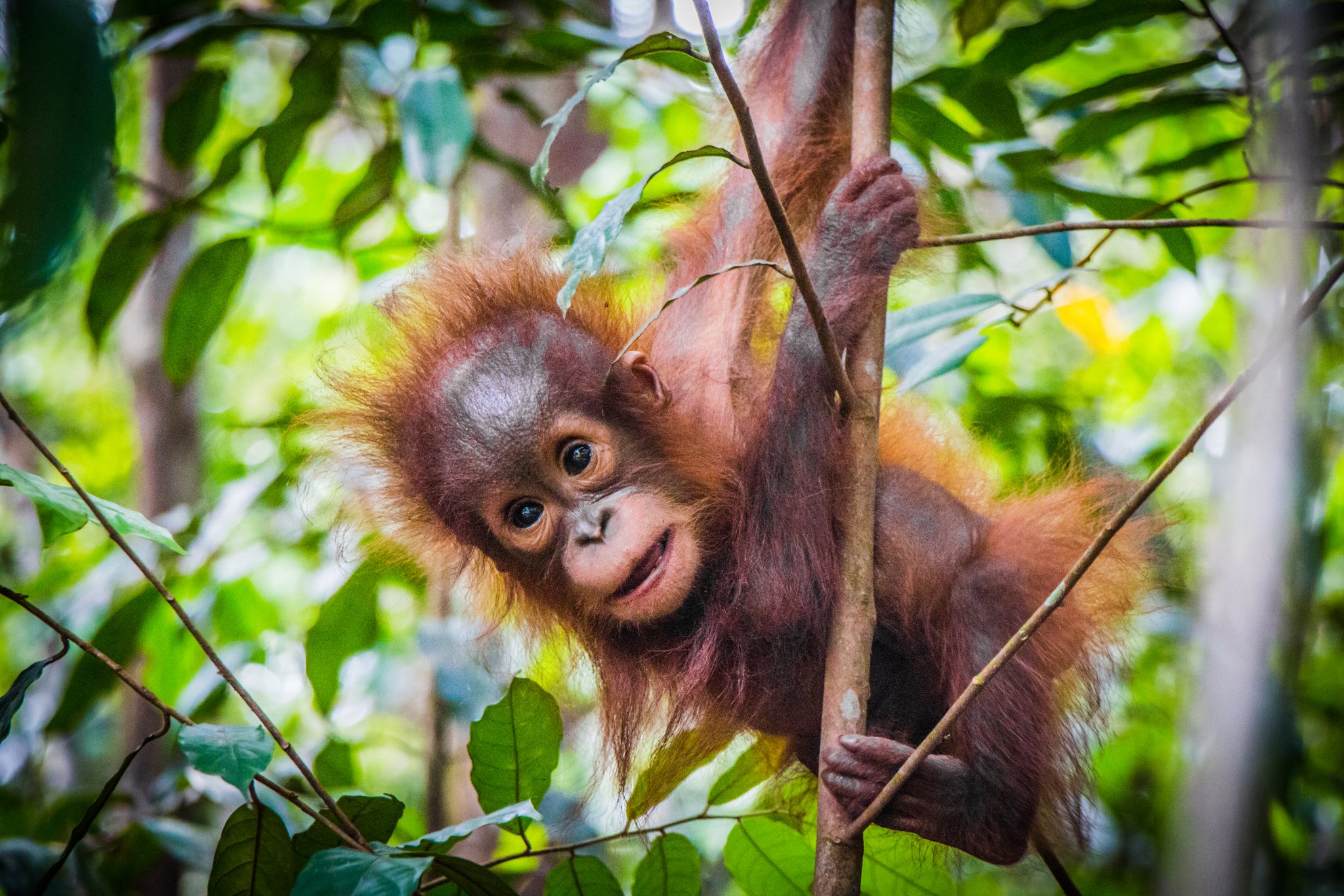 Das Überleben der Orang-Utans