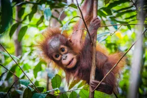 Der aktuelle Bestand der Borneo-Orang-Utans werde auf nur noch ca. 55.000 bis 100.000 geschätzt.