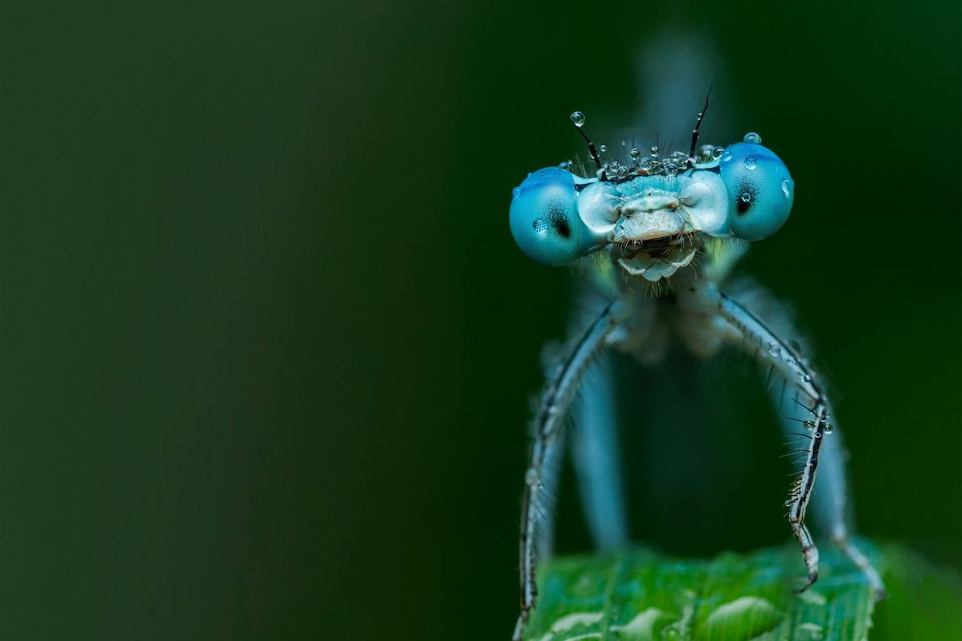 Aarauer Naturfilmtage bietet Insekten eine Bühne