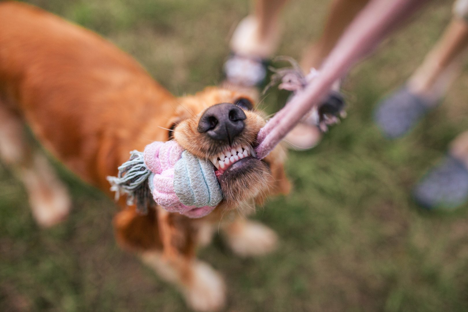 Will dieser Hund wirklich nur spielen?