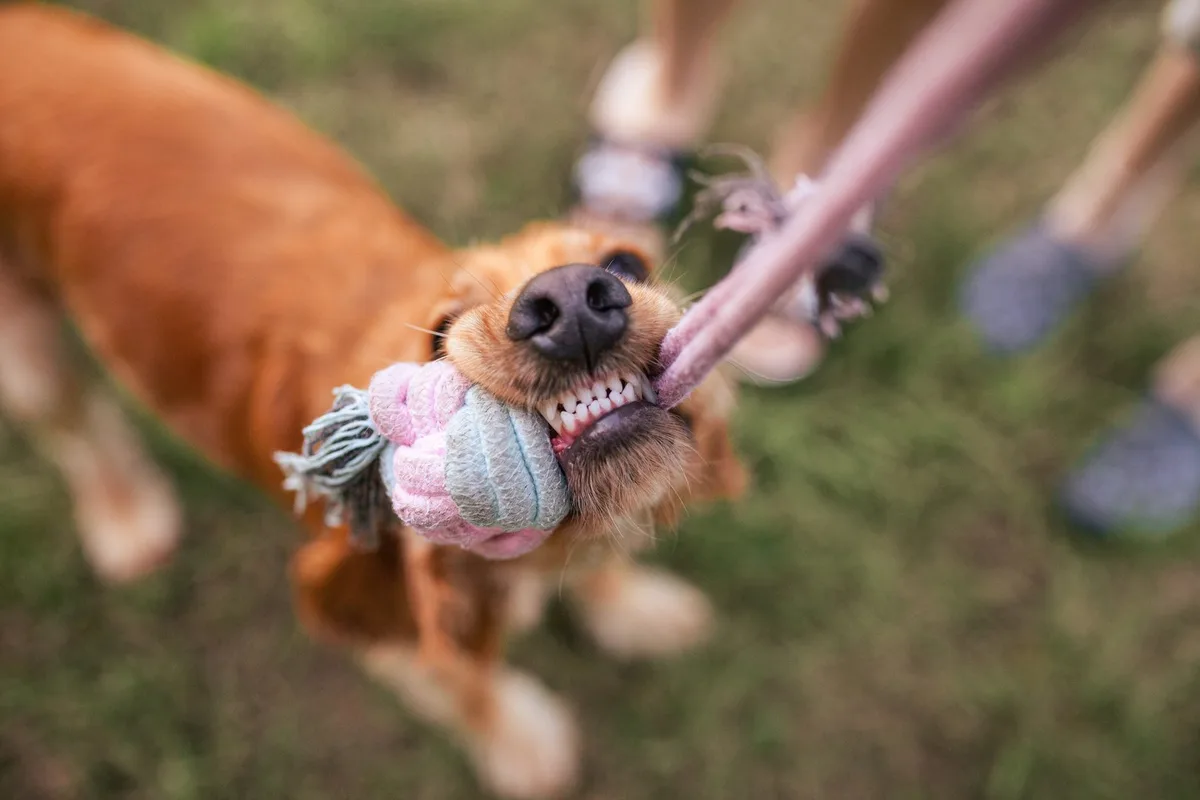 shutterstock_2671230693 Will dieser Hund wirklich nur spielen?