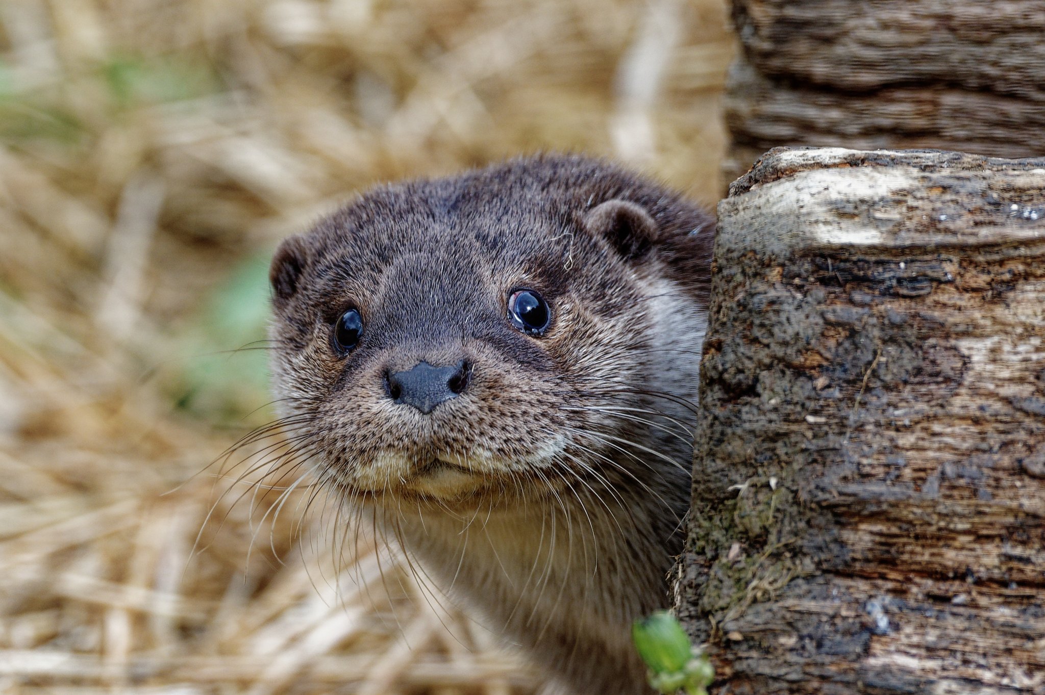Den Tag der Otter im Tierpark Bern erleben
