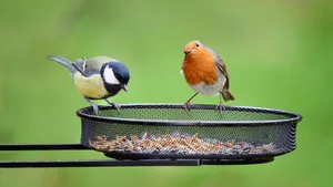 Kohlmeise und Rotkelchen an einer Futterstelle. Beides sind häufige Gartenvögel.