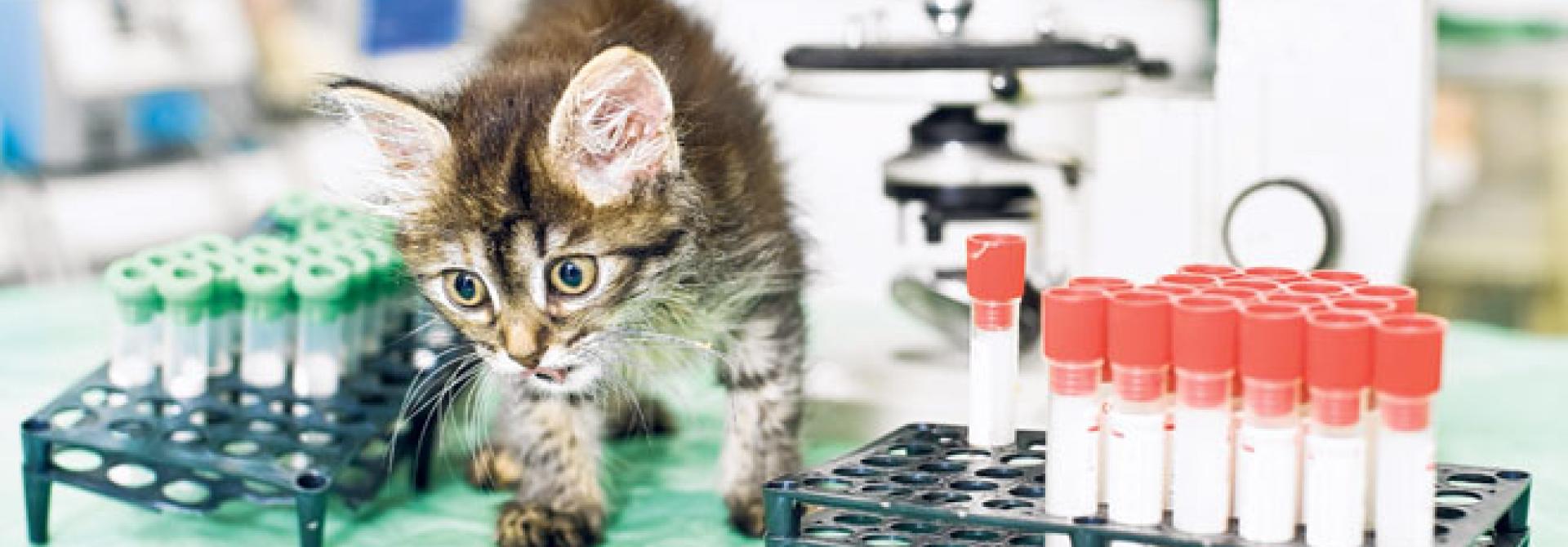 katzenaids.jpg