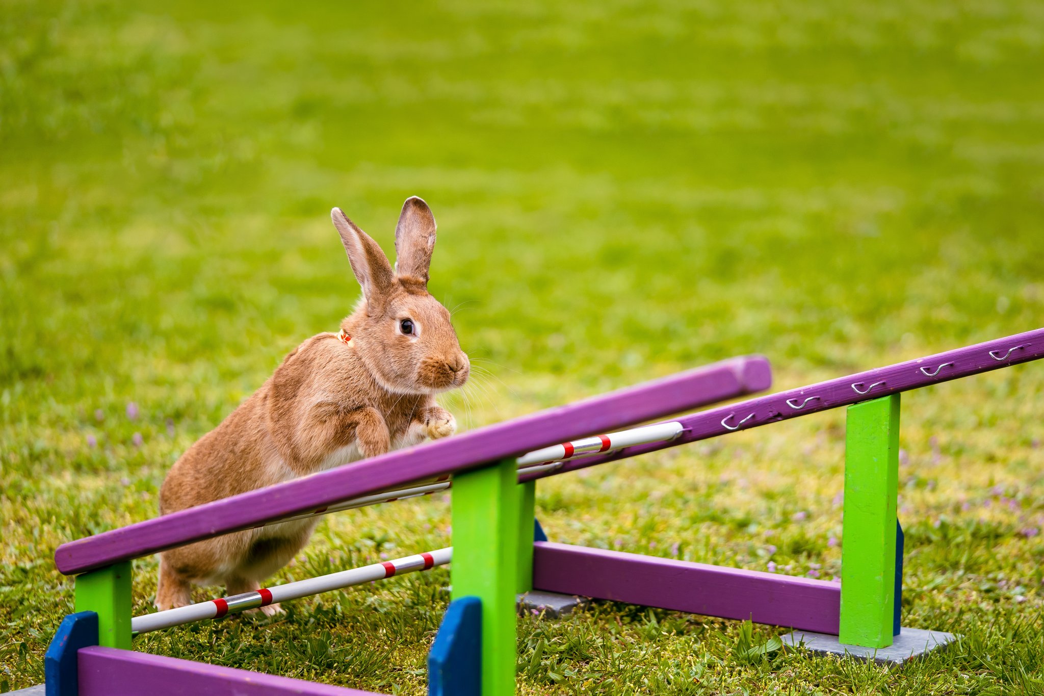 Kanin-Hop: Wenn Kaninchen zu Sportlern werden