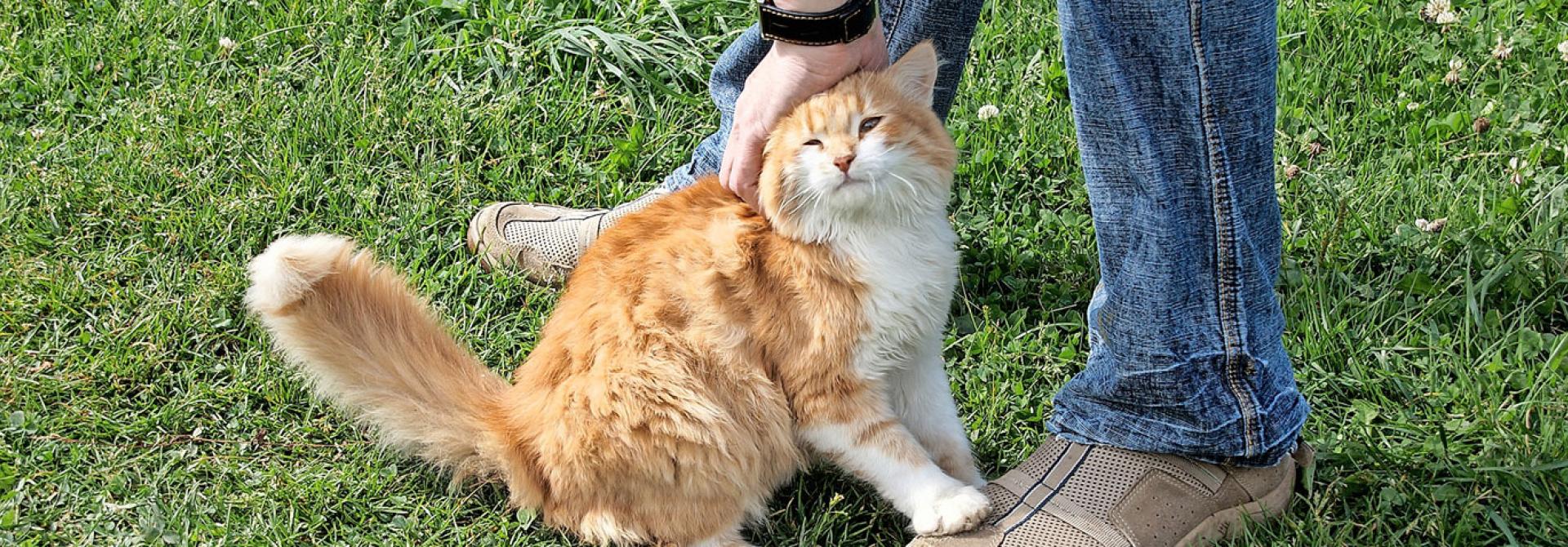 fremde-katze-streicheln-eigene-mit-krankheiten-anstecken.jpg