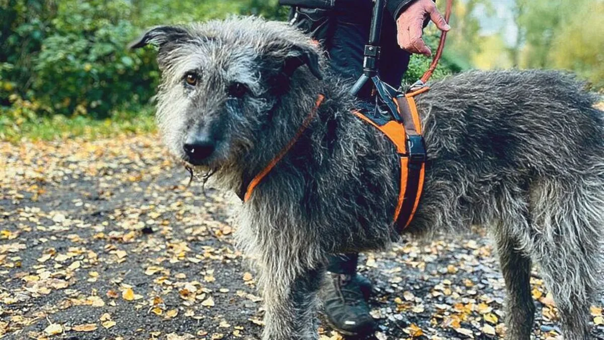 Artikelbild_knochenhund Archäologiehunde im Einsatz
