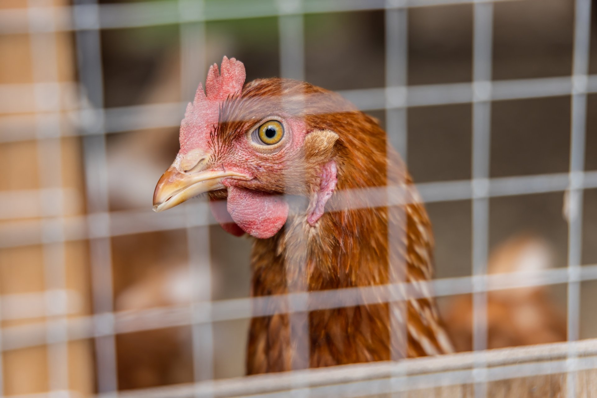 Bund verlängert Massnahmen gegen Vogelgrippe