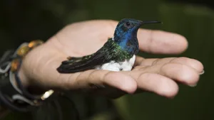 Ein männchenfarbenes Weissnackenkolibri-Weibchen wird nach dem Besendern freigelassen.