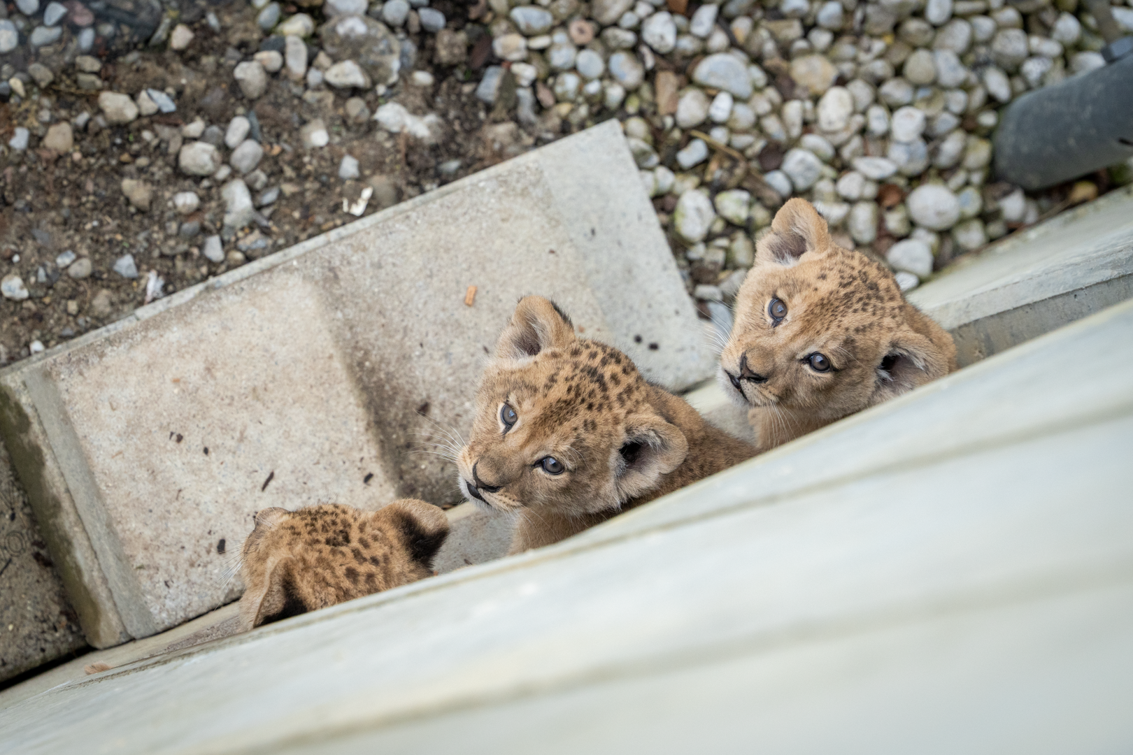 Walter Zoo in Gossau: Löwenbabys entwickeln sich prächtig