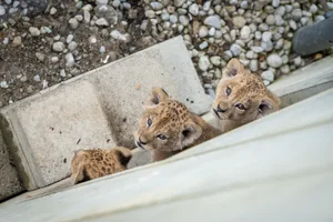 Die drei Löwenbabys wurden am 17. Februar 2026 geboren.
