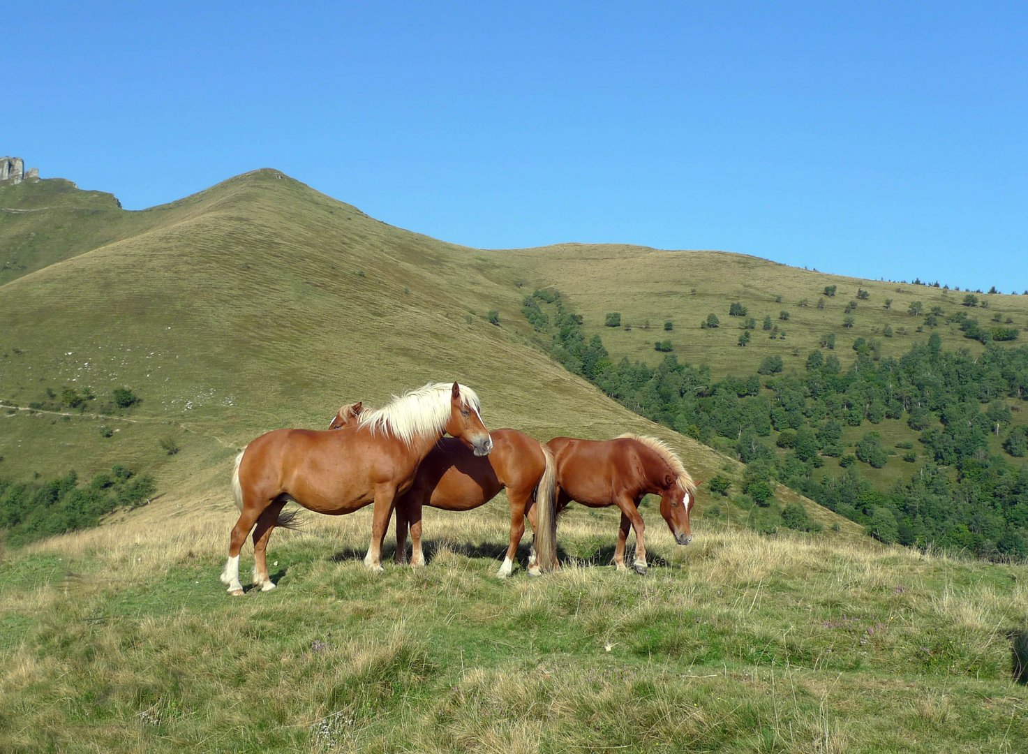 Die faszinierende Geschichte um die Wildpferde des Monte Bisbino