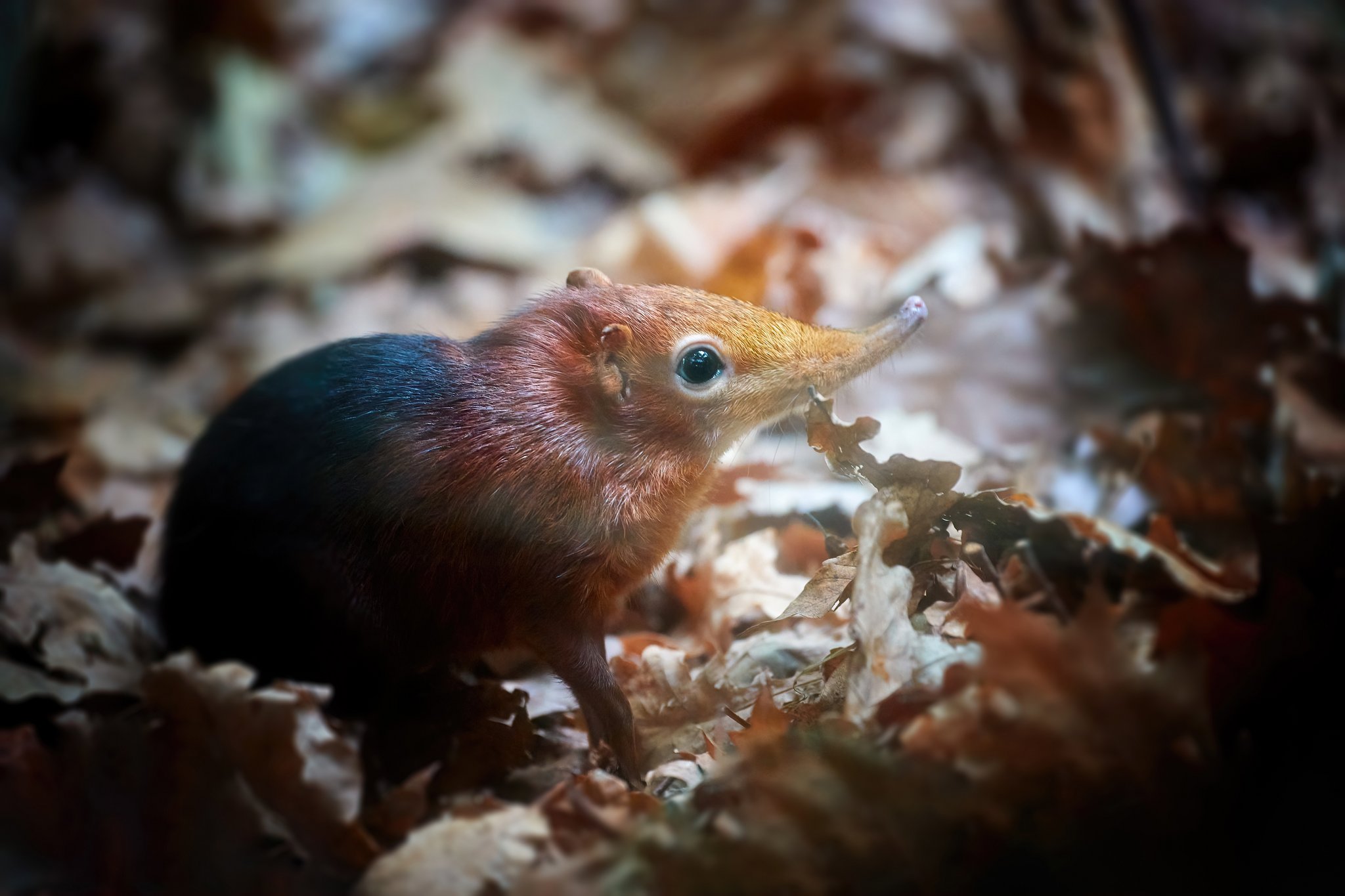 Das Rotschulter-Rüsselhündchen: Winziges Tier mit langer Nase