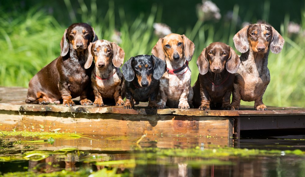 Schweinekram und Dackelblick