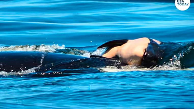 Orca-Mutter trägt totes Baby mit