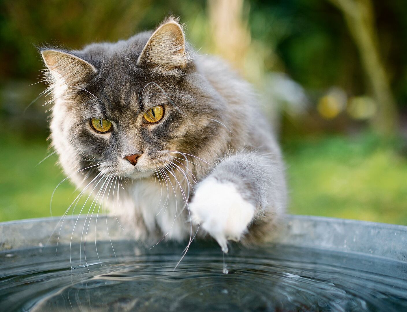 Katze mit nasser Pfote