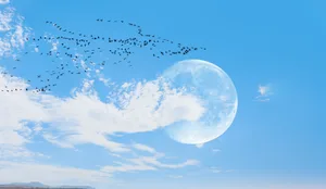 Die neuen Vorhersagen verbessern die Möglichkeiten zur Beobachtung und zum Schutz der Zugvögel.