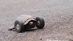Schildkröte auf Rädern