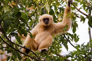 Weibliche Gibbons sitzen nicht immer so still. Manchmal packt sie das Tanzfieber.