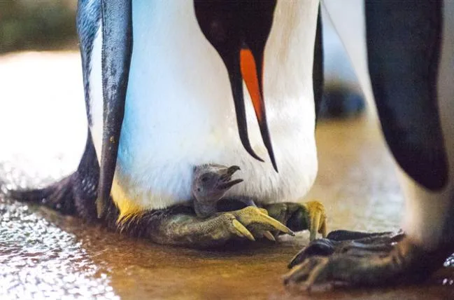 74b7a4bb4b84570ed13ac588dd784395c5ed9320 pinguine1.jpg