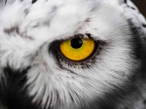 Viele Tiere haben einen festen Platz in der Mystik verschiedener Kulturen - oft mit ähnlichen Charaktereigenschaften.