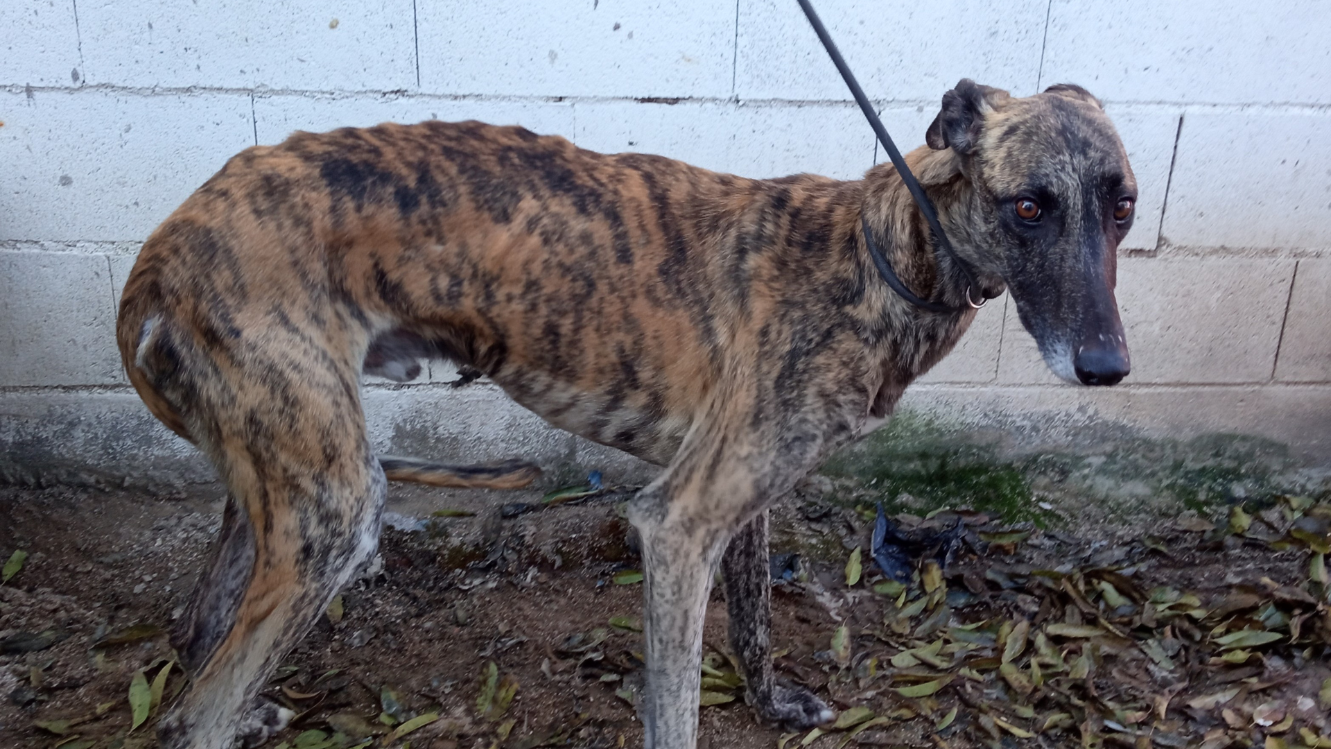 Das grosse Leiden der Galgo-Jagdhunde in Spanien