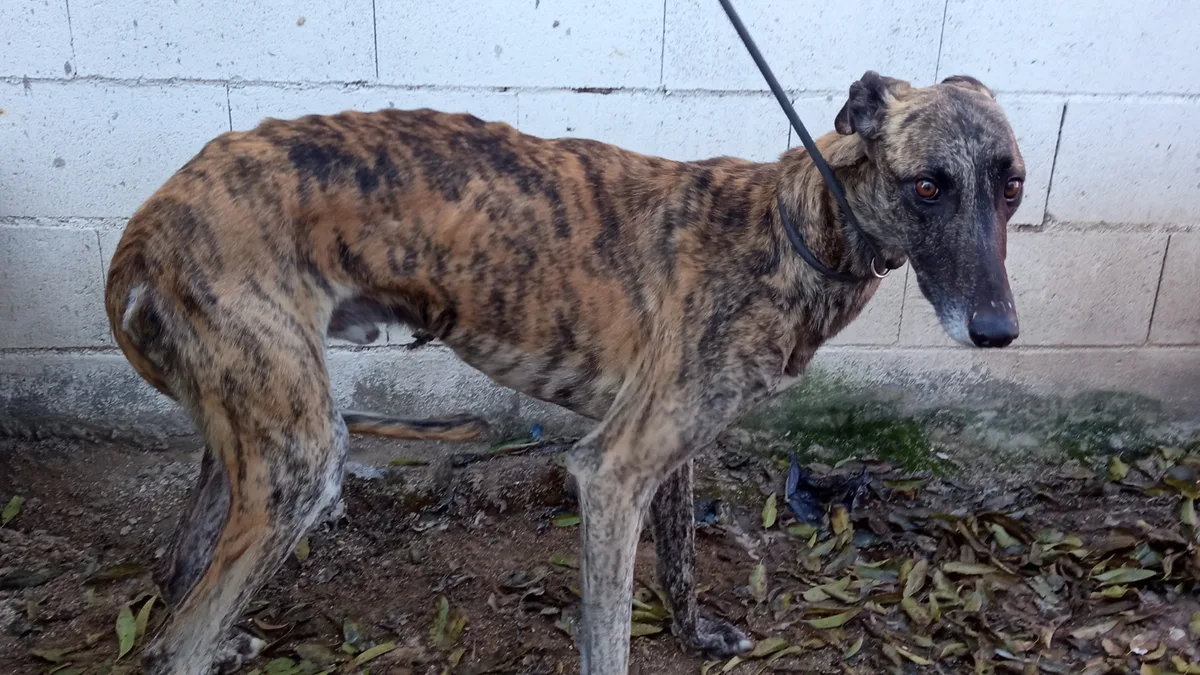 Artikelbild_TierWelt_galgo Das grosse Leiden der Galgo-Jagdhunde in Spanien