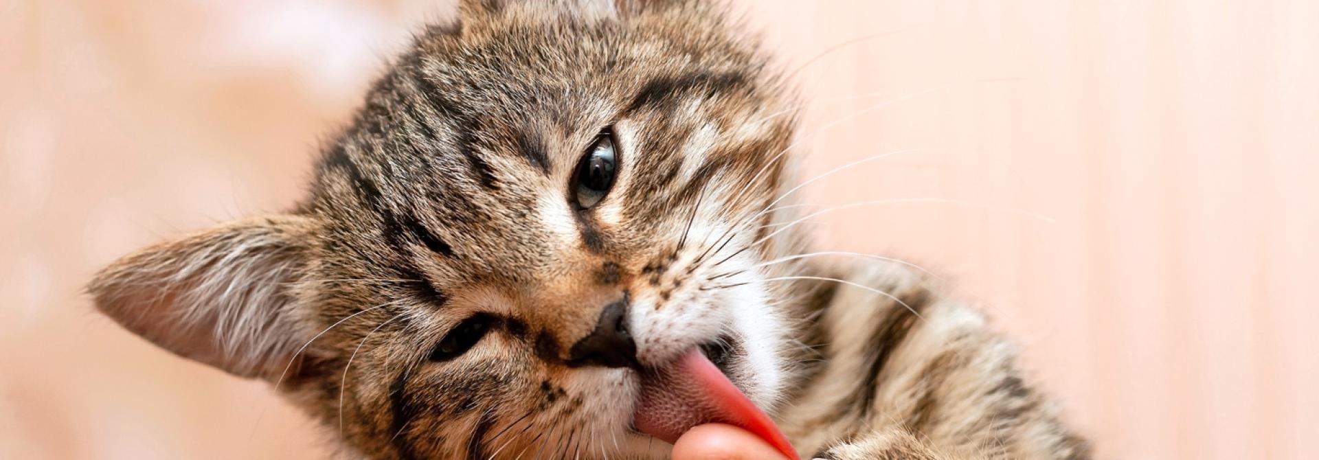 Katze leckt Finger