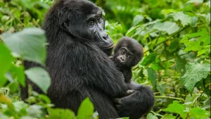 In der Corona-Krise sind in Uganda zwei Berggorilla-Babys zur Welt gekommen. Ihre Sicherheit zu gewährleisten, ist wegen des fehlenden Geldes aus dem Tourismus nicht einfach (Symbolbild).