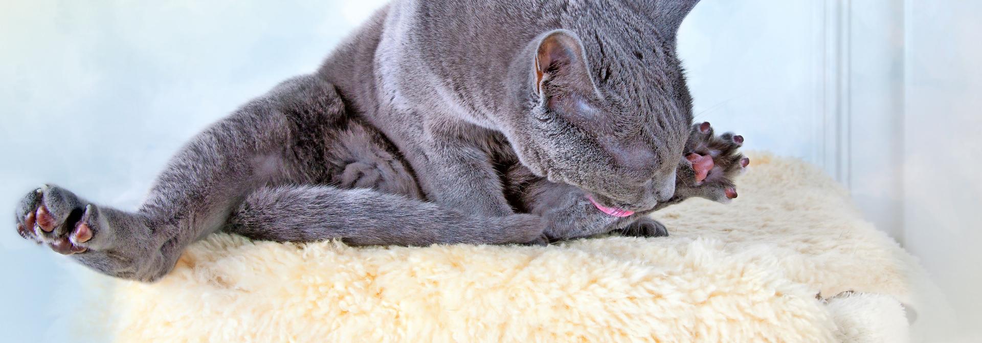 Katze leckt sich