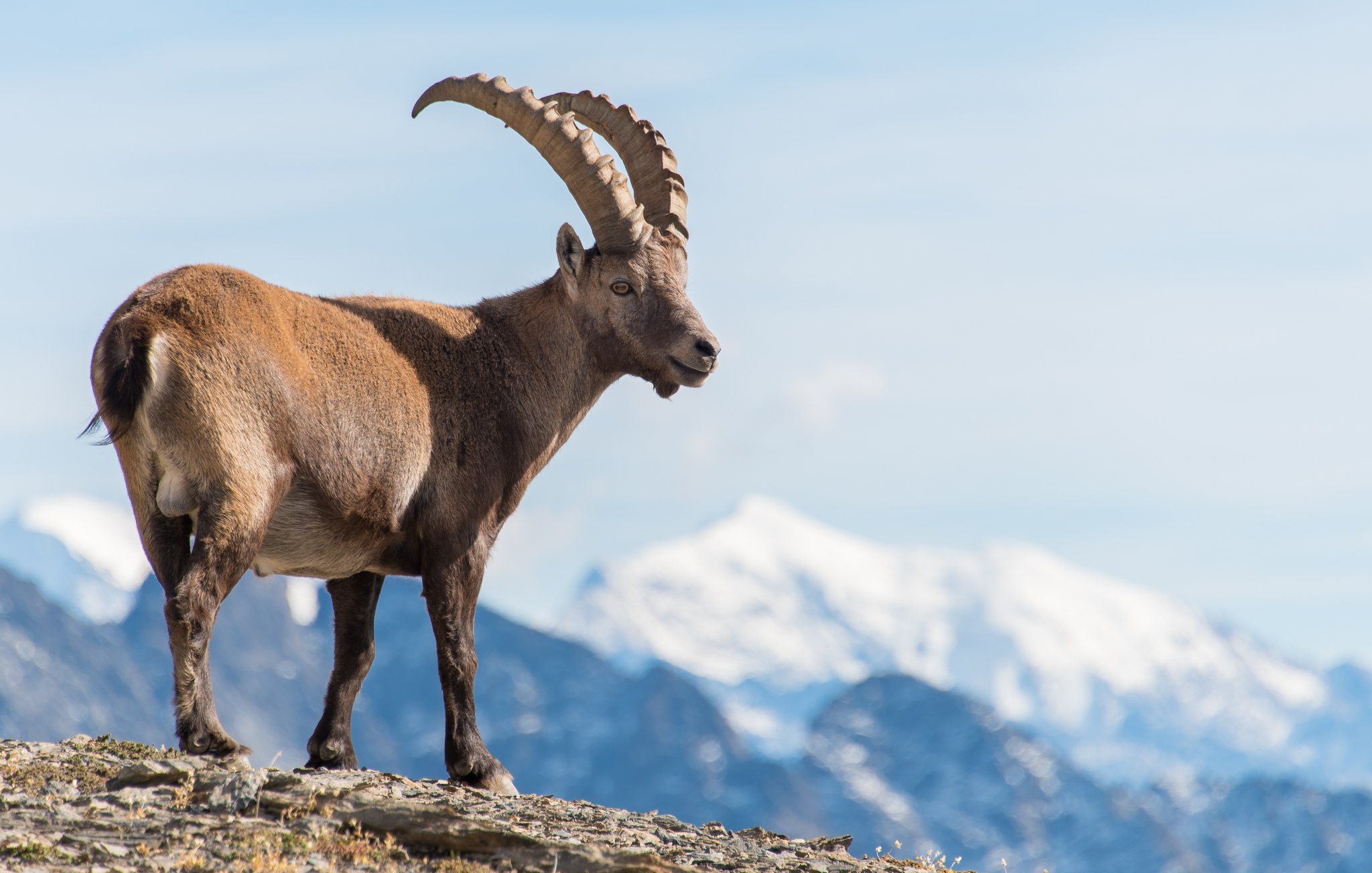 Wallis öffnet Jagd auf Steinböcke fürs Ausland