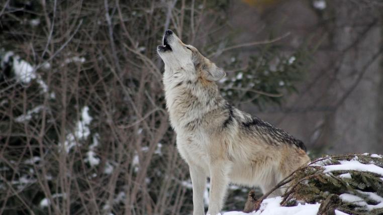 Wolf