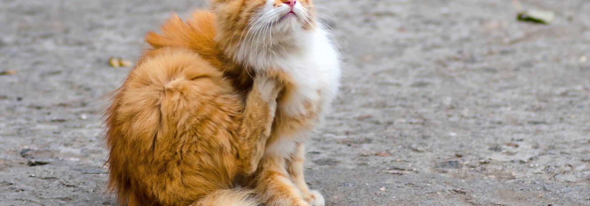 katze-pelz-krankheit.jpg
