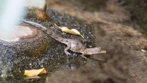 Dieses junge Australien-Krokodil ist eins der Jungtiere, das während der Corona-Schliessung im Basler Zolli auf die Welt kam.