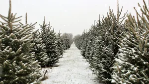 Weil Bauern für Christbäume keine Direktzahlungen erhalten, zieht ein Landwirt nun vors Bundesgericht.