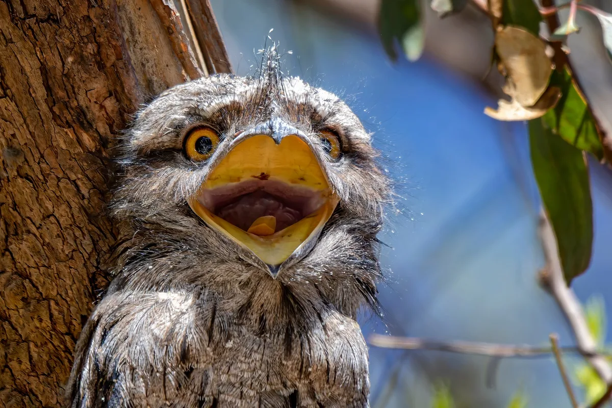 AdobeStock_400930457_ Der Eulenschwalm: Vogel mit Froschmaul