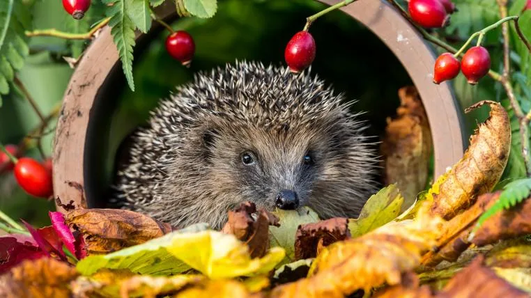 502d409489f3ee5219d052a5cbcf9b94c5c517c9 Igel im Garten