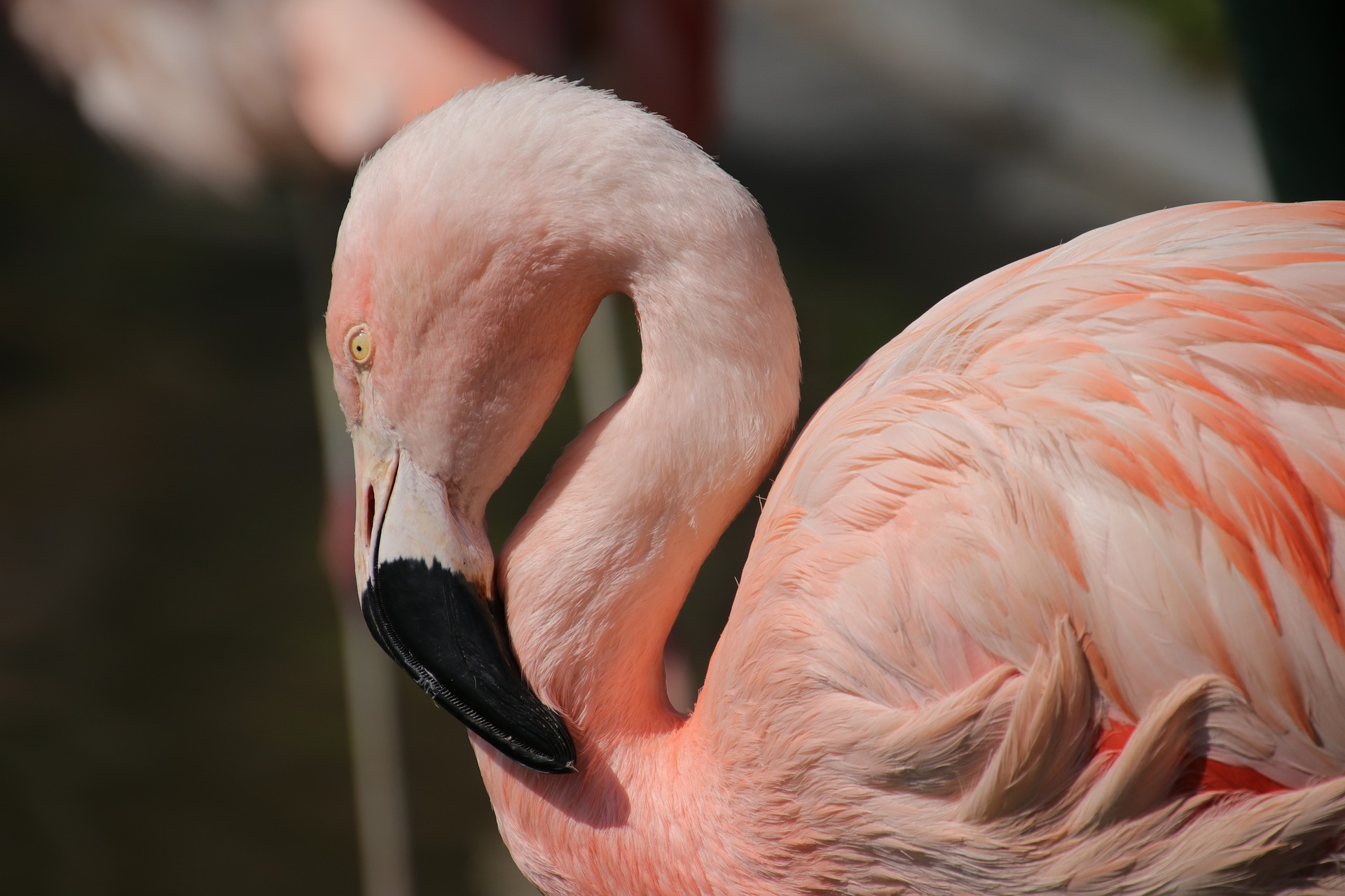 Flamingo