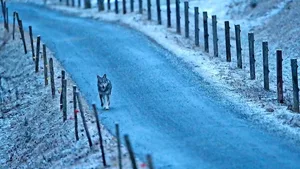 Auch Wölfe benutzen Strassen: Ein Calanda-Jungwolf kehrt im Morgengrauen von der nächtlichen Jagd in den Wald zurück.