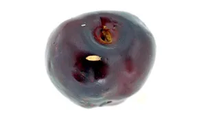 Passend zum Namen des Schädlings wurden Kirschen tatsächlich weit öfters von der Kirschessigfliege befallen als Trauben und andere Beeren.