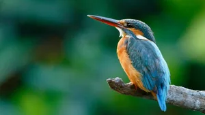 Entlang des Seebeckens und der Ufer von Sihl und Limmat hat sich unter anderem der Eisvogel niedergelassen.