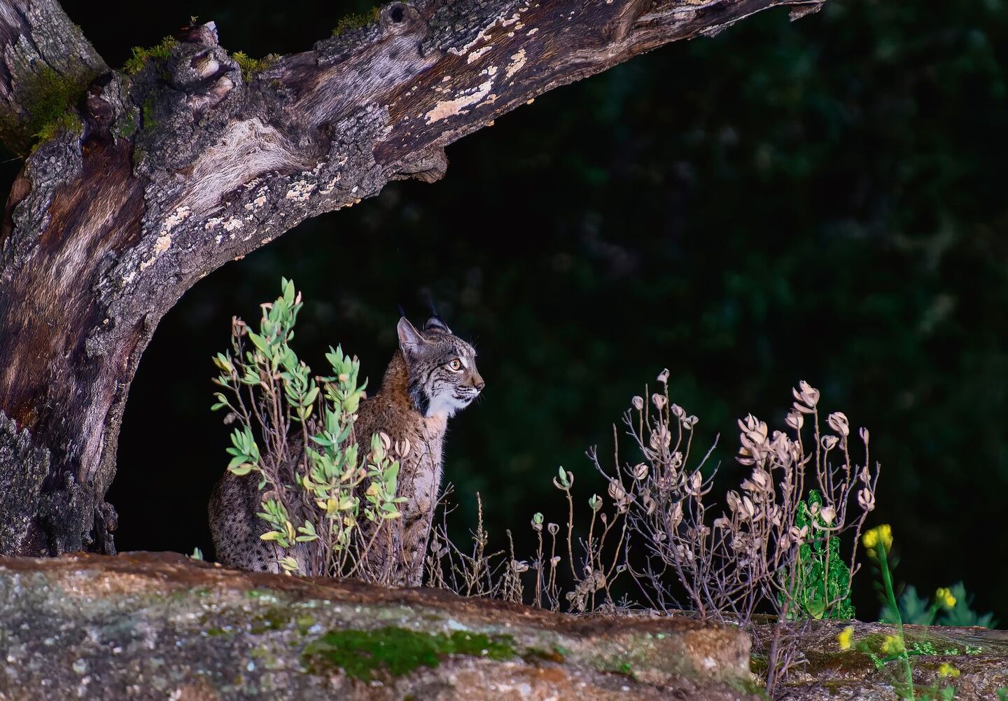 Luchs im Dunkeln
