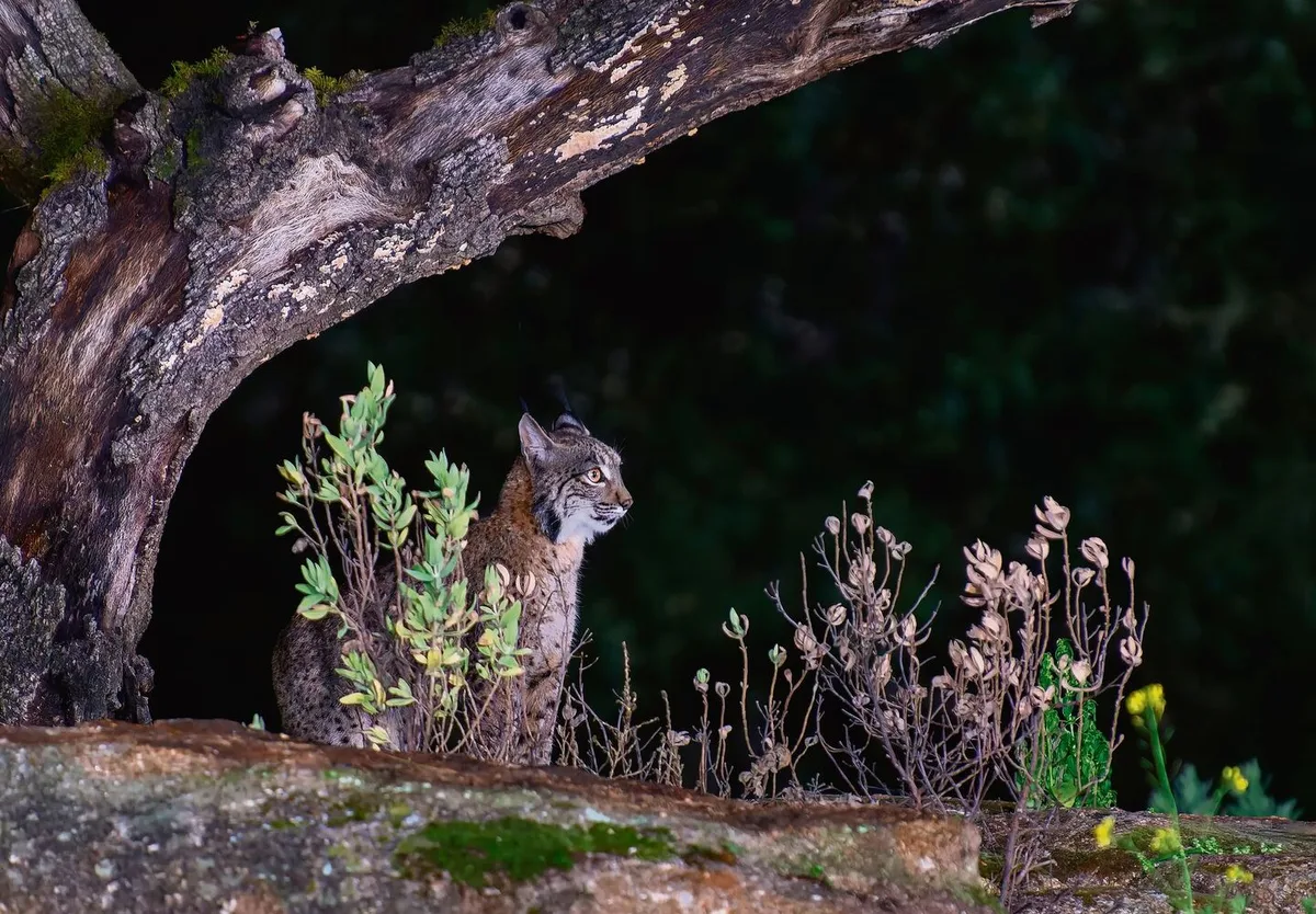 1d0e51c8267c6094d31e95f6eb64912483c3389c94b57f7a9588558a8488c88f Luchs im Dunkeln