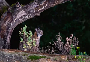 In der Nacht unterwegs: Dank seiner grossen Augen und des ausgezeichneten Gehörs kann der Luchs seine Beute im Dunkeln problemlos aufspüren.