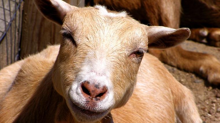goatsmile.jpg
