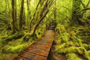 Die Regenwälder auf dem Overland Track sind wild und alt.