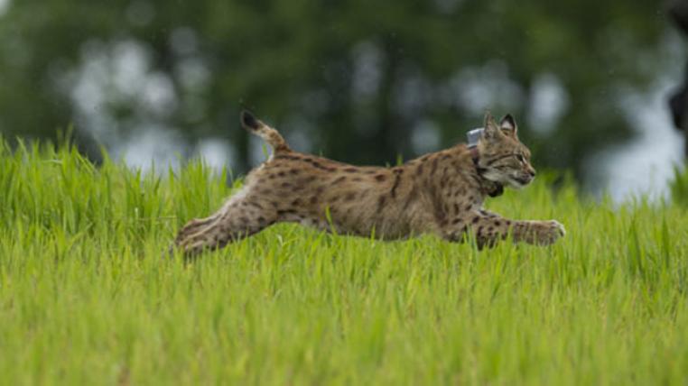 luchs_geslin_laurent_etat_de_geneve.jpg