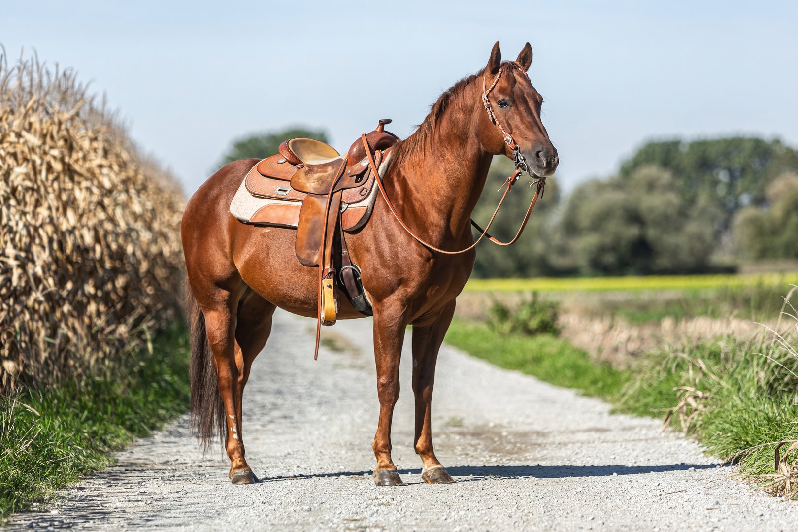 American Quarter Horse: Athlet aus dem Wilden Westen