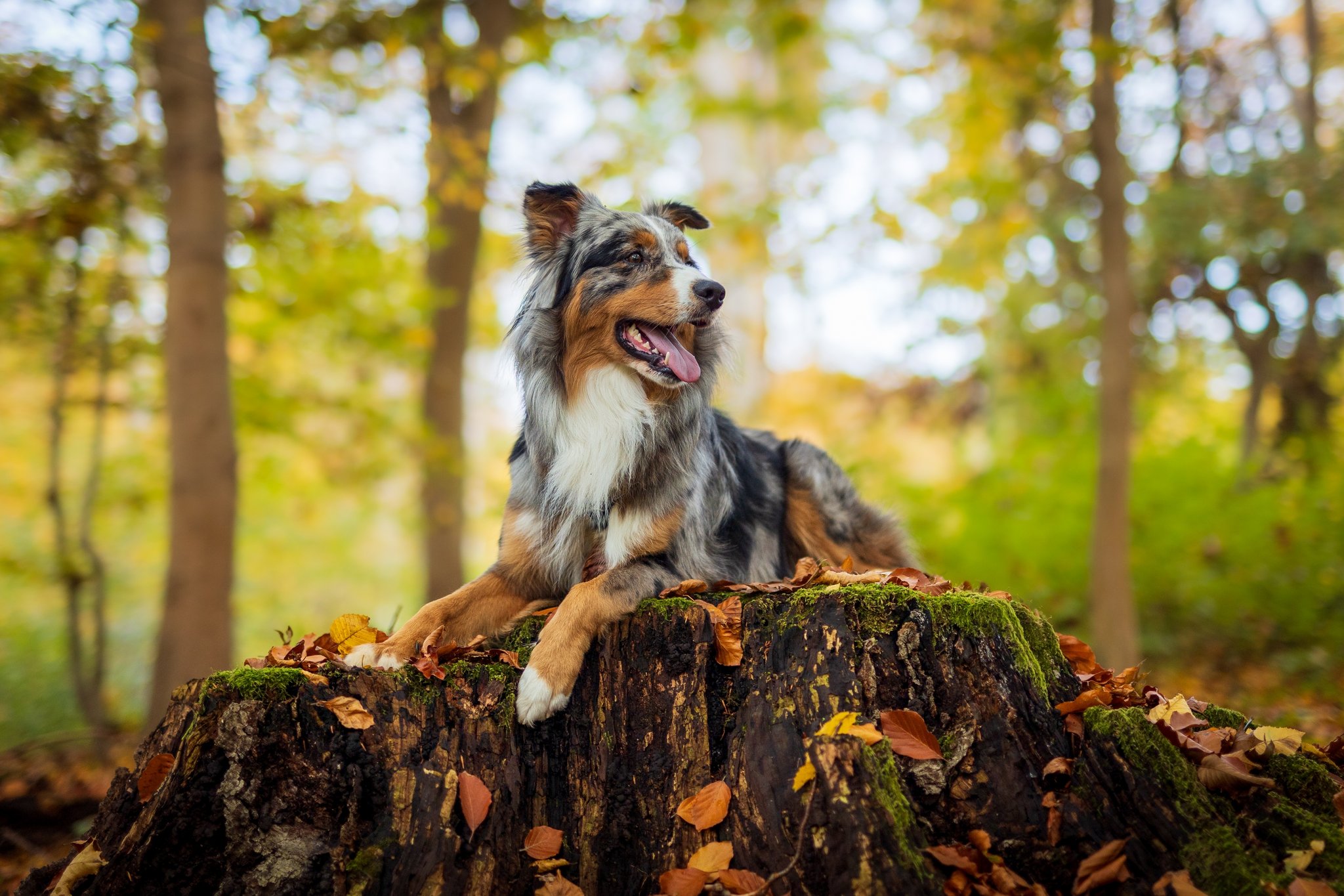 Wandern mit Fido